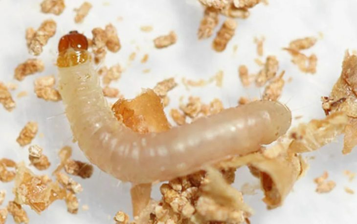 Guerra contra los gusanos: Cómo eliminarlos de tu cocina