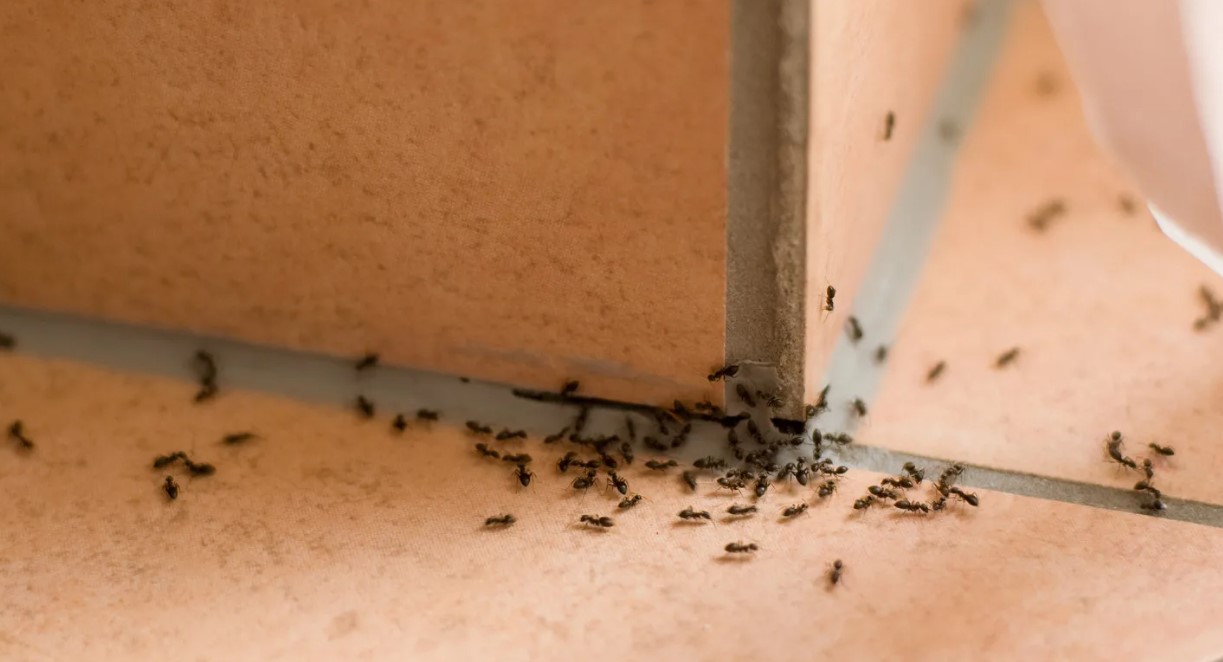 Remedios caseros para eliminar hormigas.