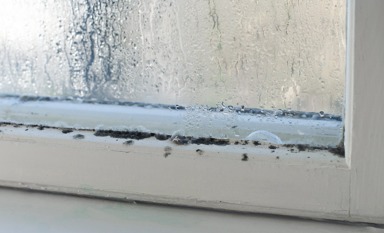 Moho en los cristales: guía práctica para limpiar ventanas