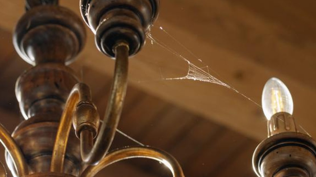 Consejos para reducir la presencia de arañas en el hogar.