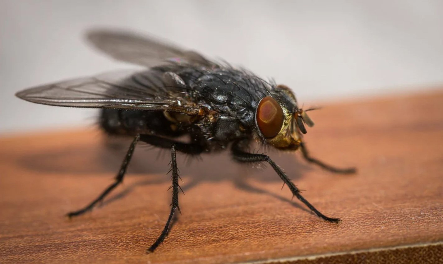 Descripción de las características principales de las moscas comunes.