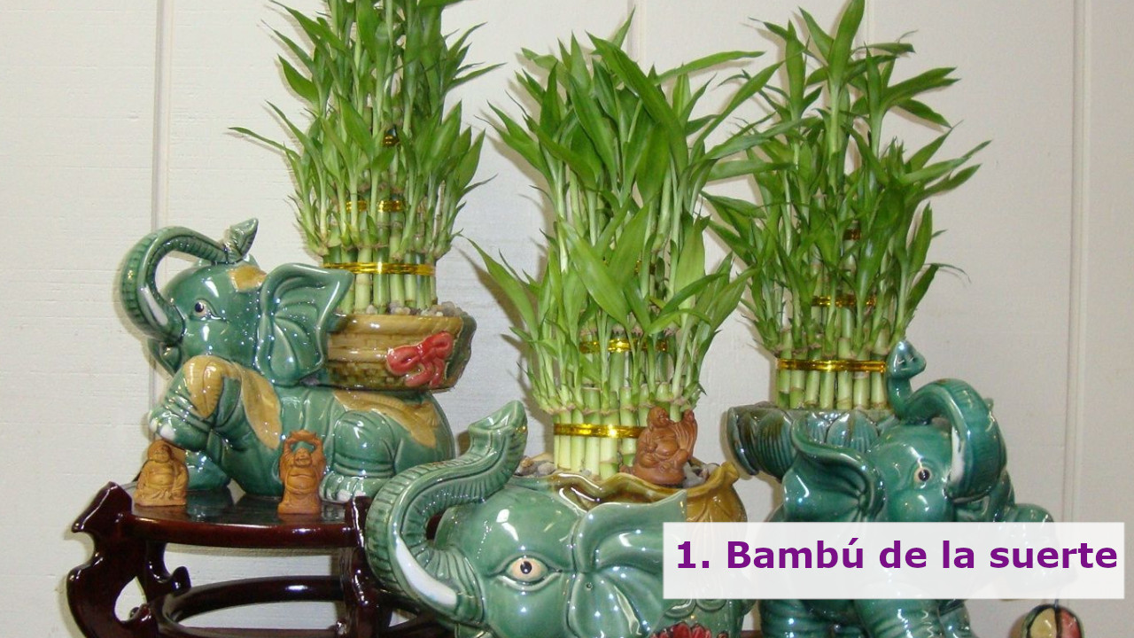  Plantas que atraen energías positivas: como el bambú de la suerte y la planta del dinero.